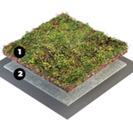 *Green roof with biochar-based mineral soil, developped by VegTech AB &#169;*